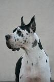 DOGUE ALLEMAND 762